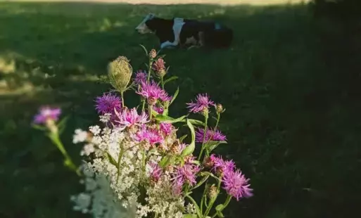 Bukiet polnych kwiatow, w tle leży krowa